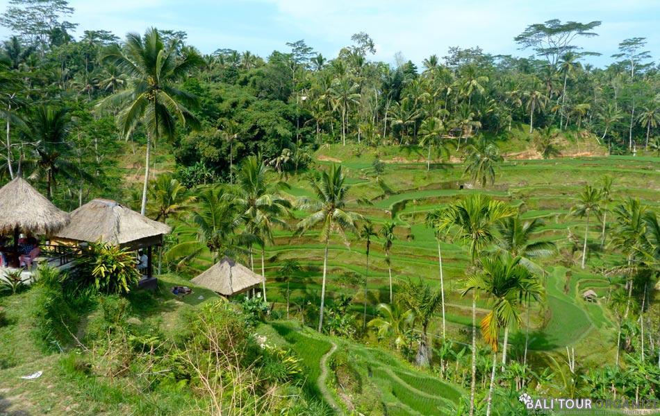 Ubud Instagrammable Day Tour